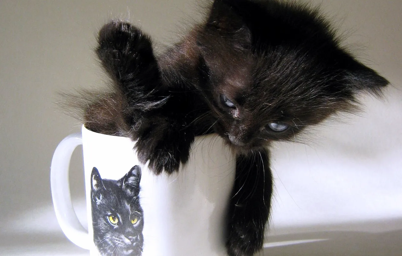 Фото обои чёрный, рисунок, тень, чашка, Котёнок