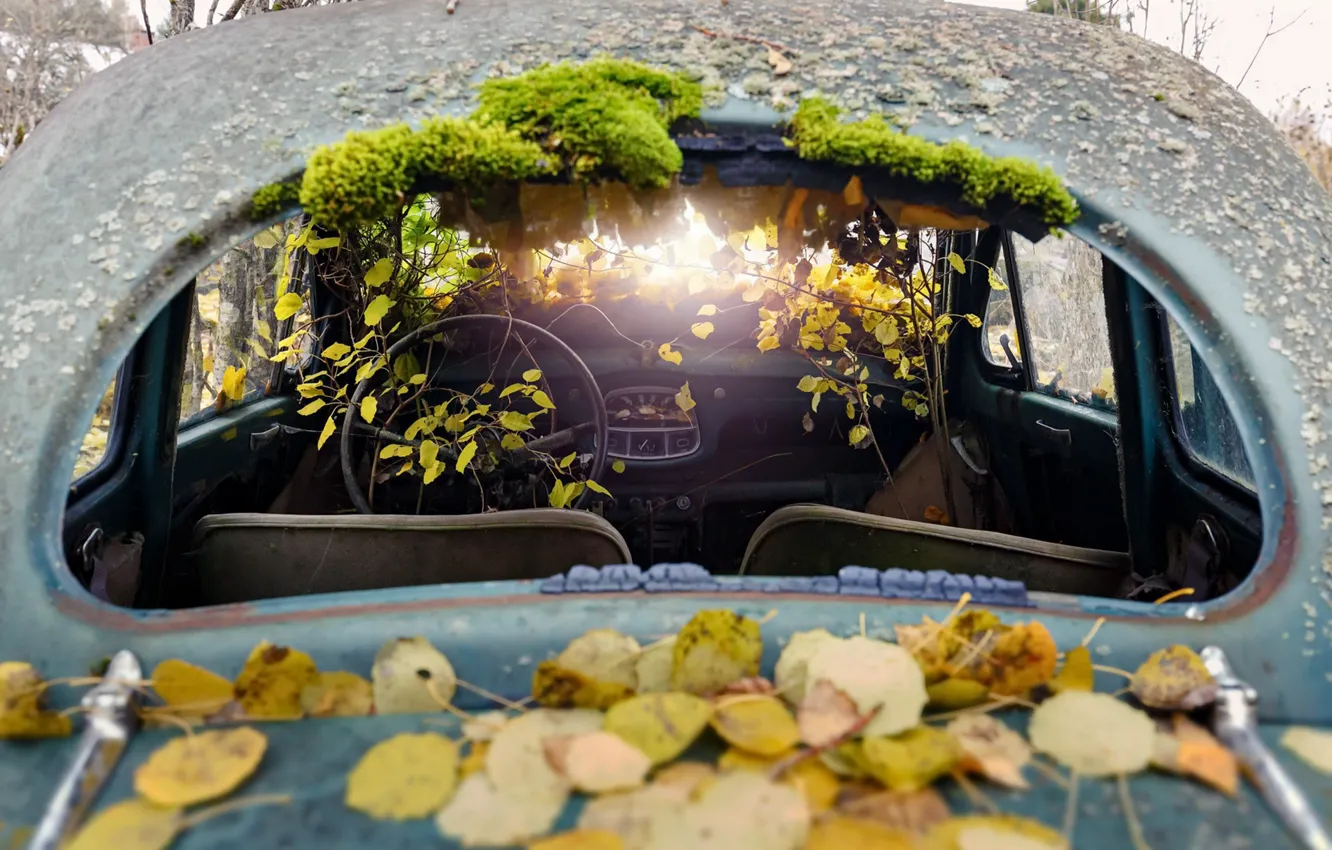 Фото обои машина, листья, фон