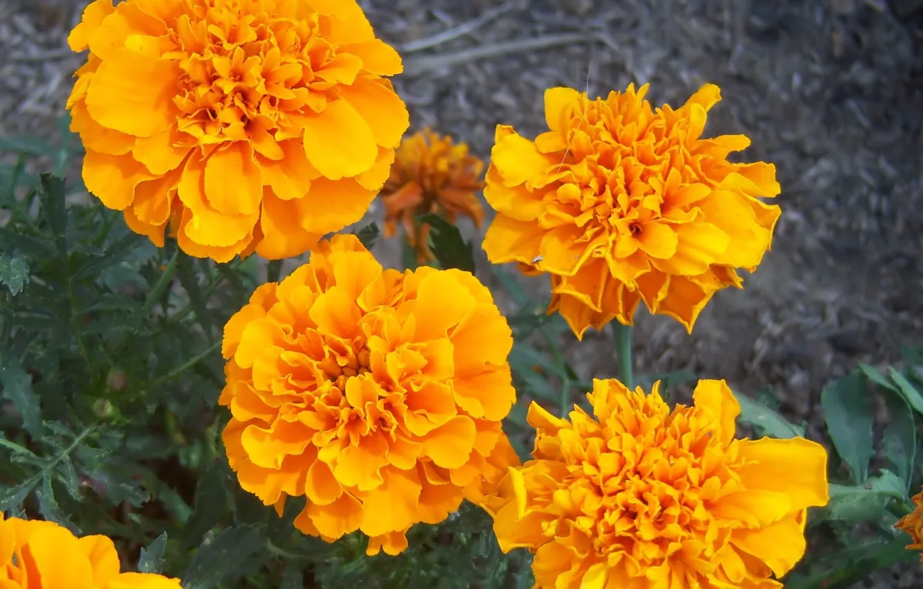 Фото обои цветы, оранжевые, бархатцы, Meduzanol ©