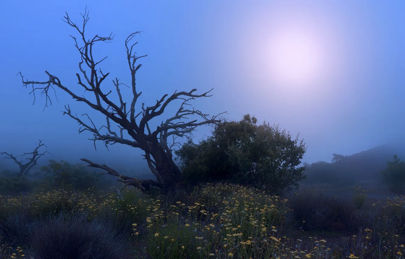 Фото обои ночь, туман, дерево