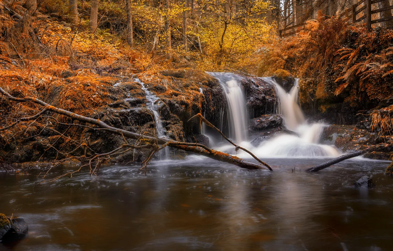 Фото обои осень, лес, водопад, речка