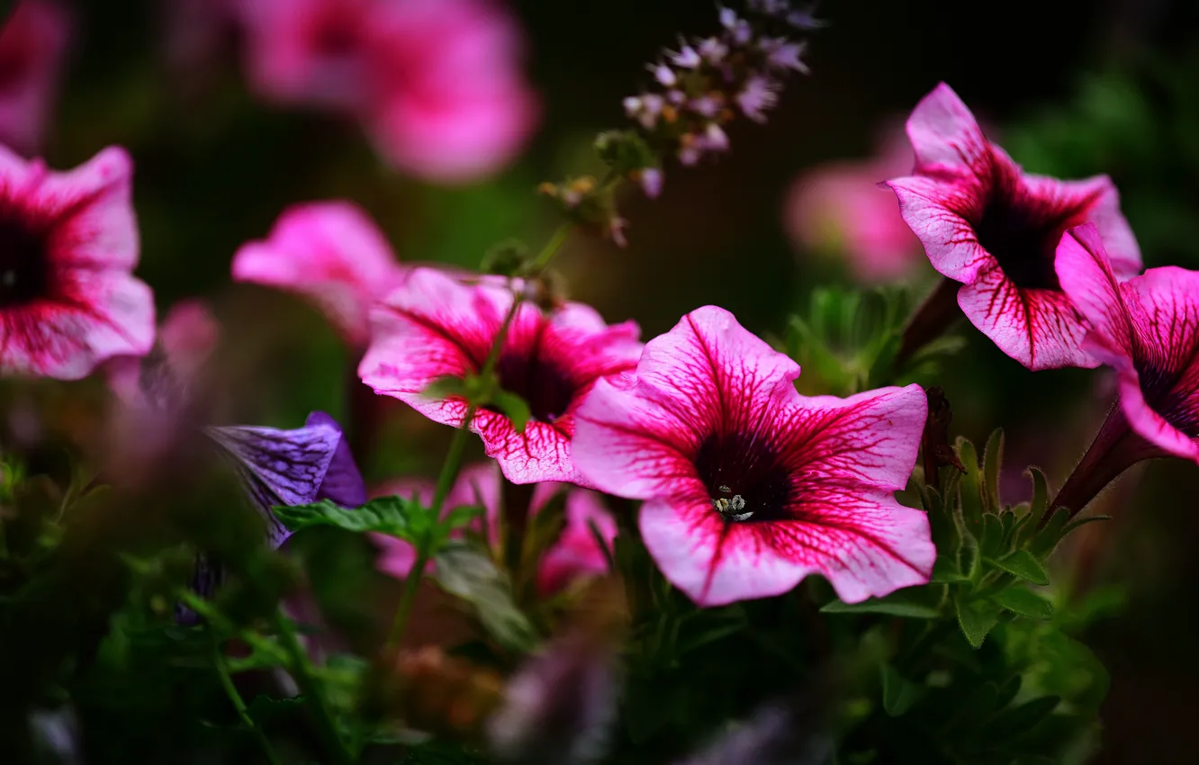 Фото обои лето, цветы, темный фон, яркие, сад, розовые, клумба, боке