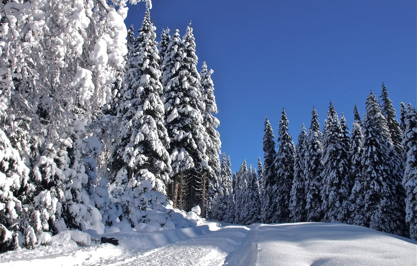 Фото обои зима, дорога, снег, деревья, пейзаж