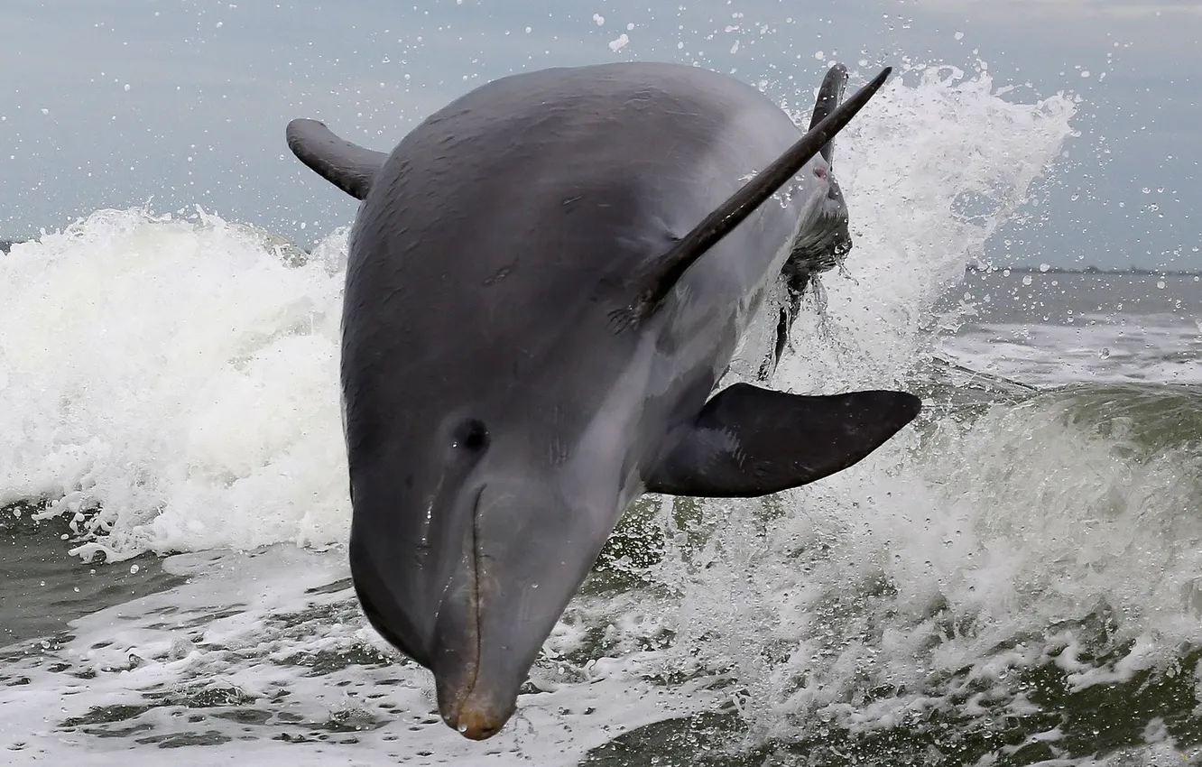 Фото обои море, волны, капли, брызги, прыжок, дельфины