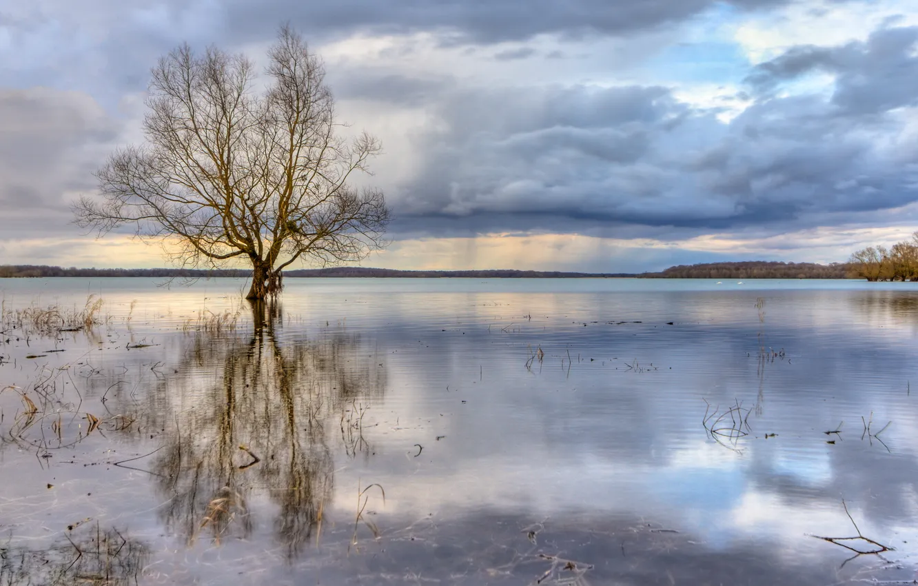 Фото обои облака, тучи, озеро, отражение, дерево