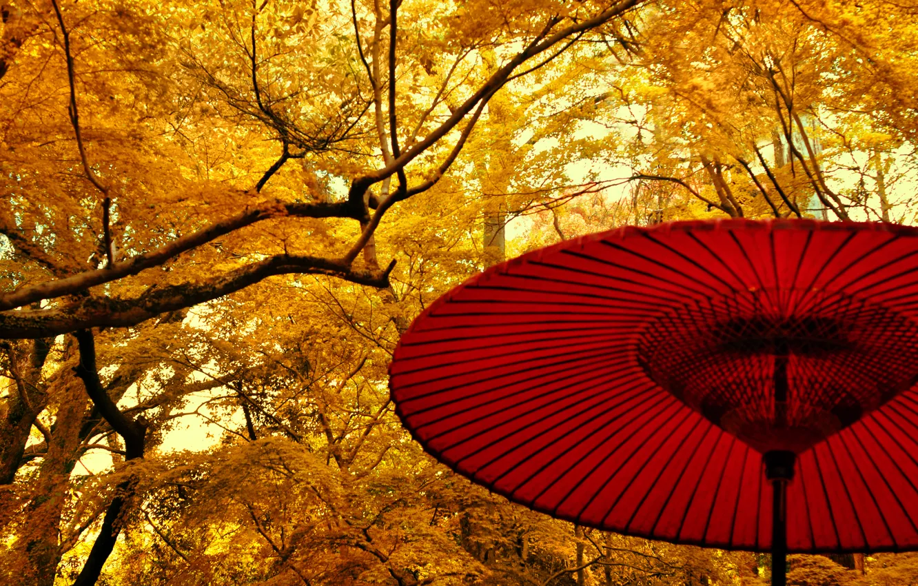 Фото обои осень, листья, деревья, зонт, Япония, сад, Japan, trees