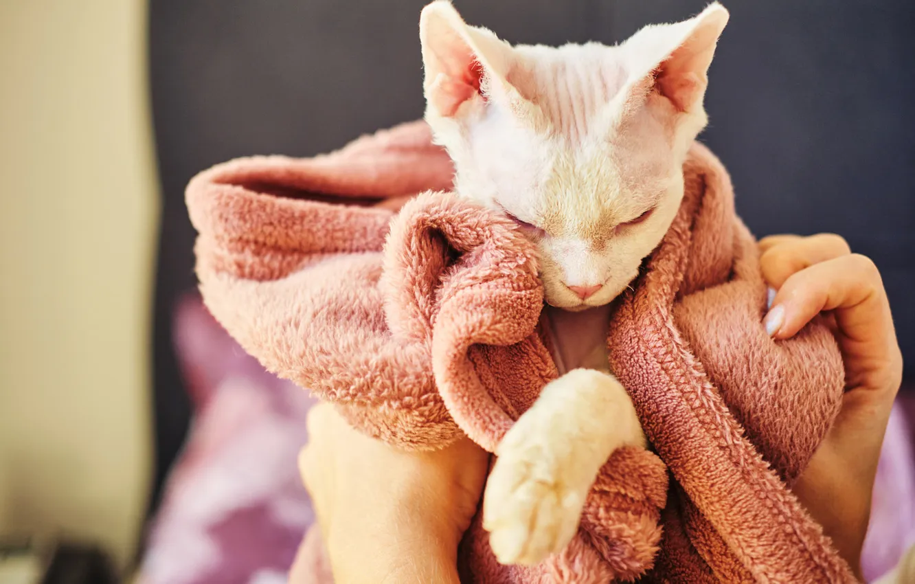 Фото обои кошка, поза, котёнок, мордашка