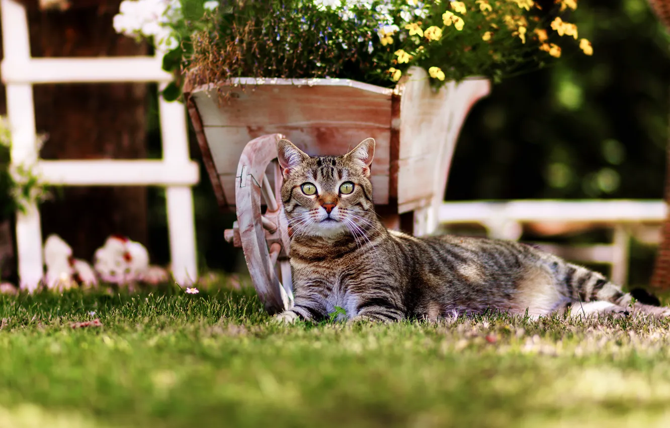 Фото обои кошка, трава, кот, взгляд, цветы, поза, темный фон, газон