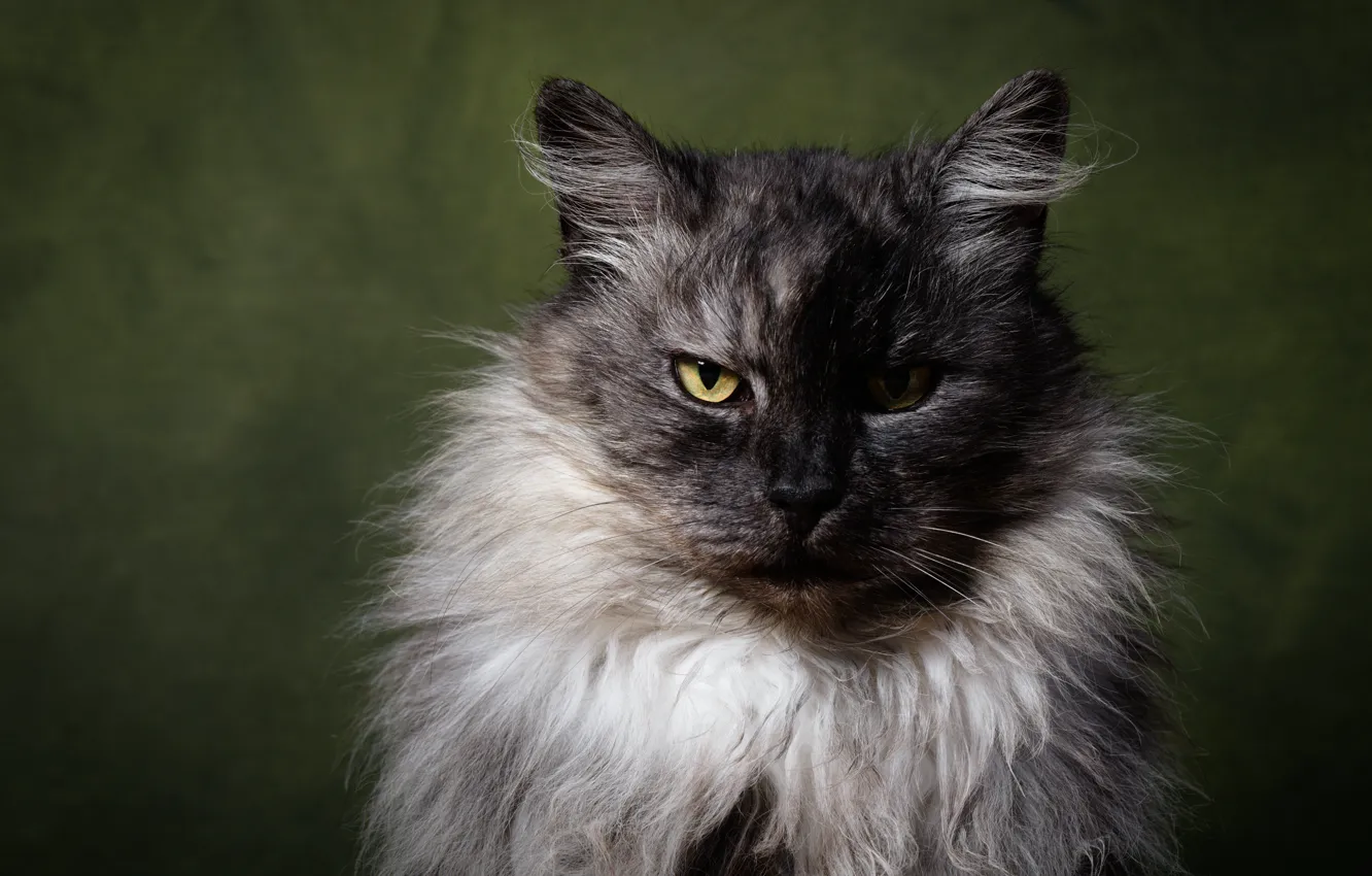 Фото обои кошка, кот, взгляд, серый, портрет, суровый