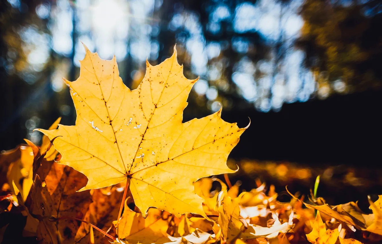 Фото обои осень, листья, макро, желтый, природа, лист, сухие, клён