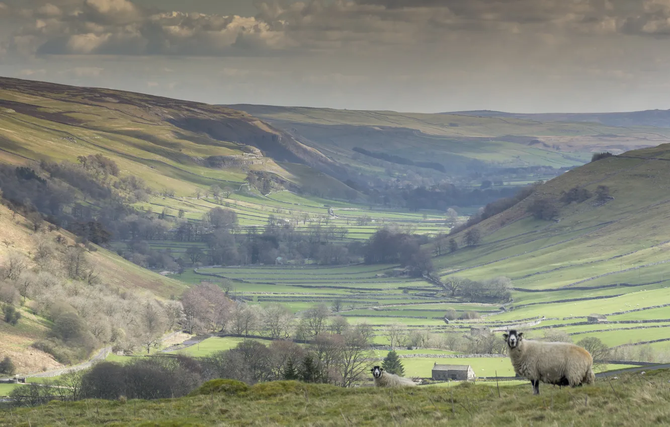 Фото обои поля, овцы, Англия, North Yorkshire, Littondale