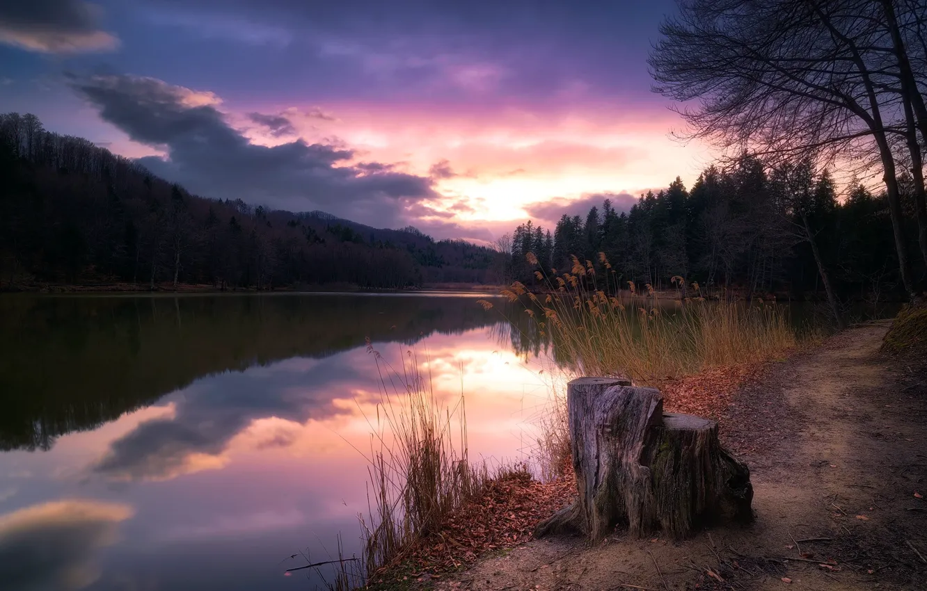 Фото обои закат, озеро, пень