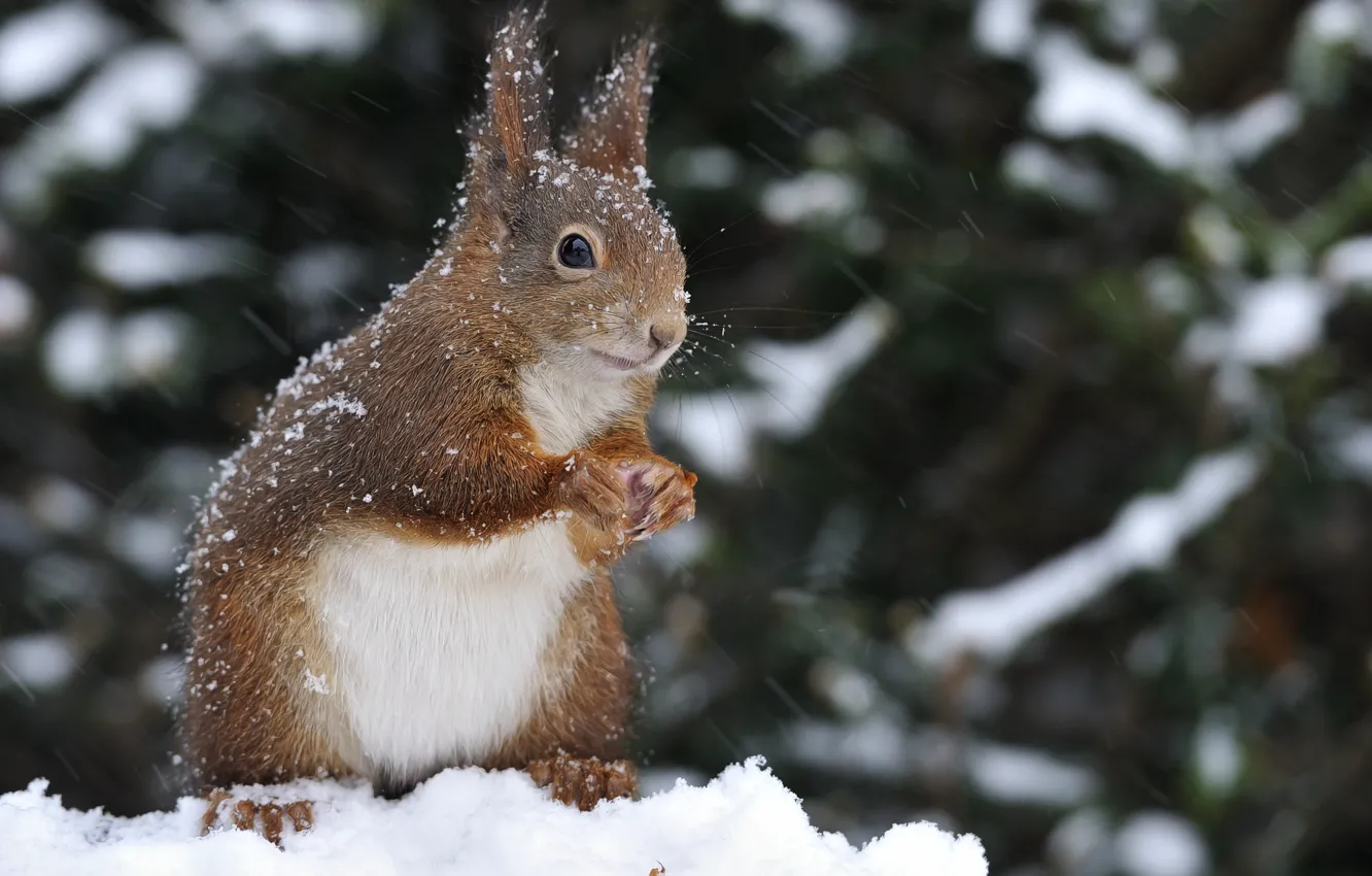 Фото обои зима, снег, природа, животное, белка, грызун