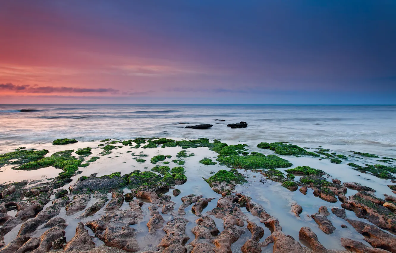 Фото обои море, небо, водоросли, камни, океан, рассвет, берег, сумерки