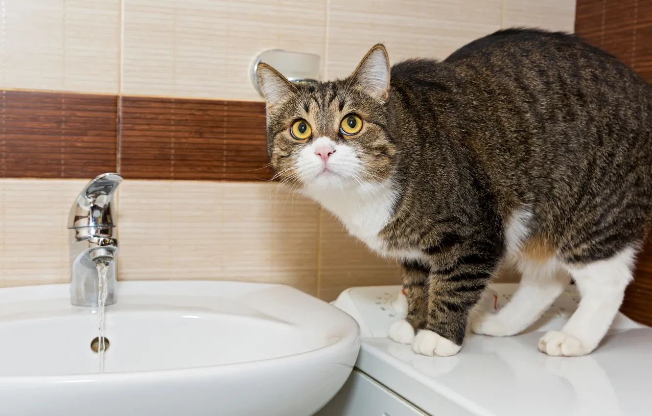 Фото обои кот, вода, раковина, ванна, Cat