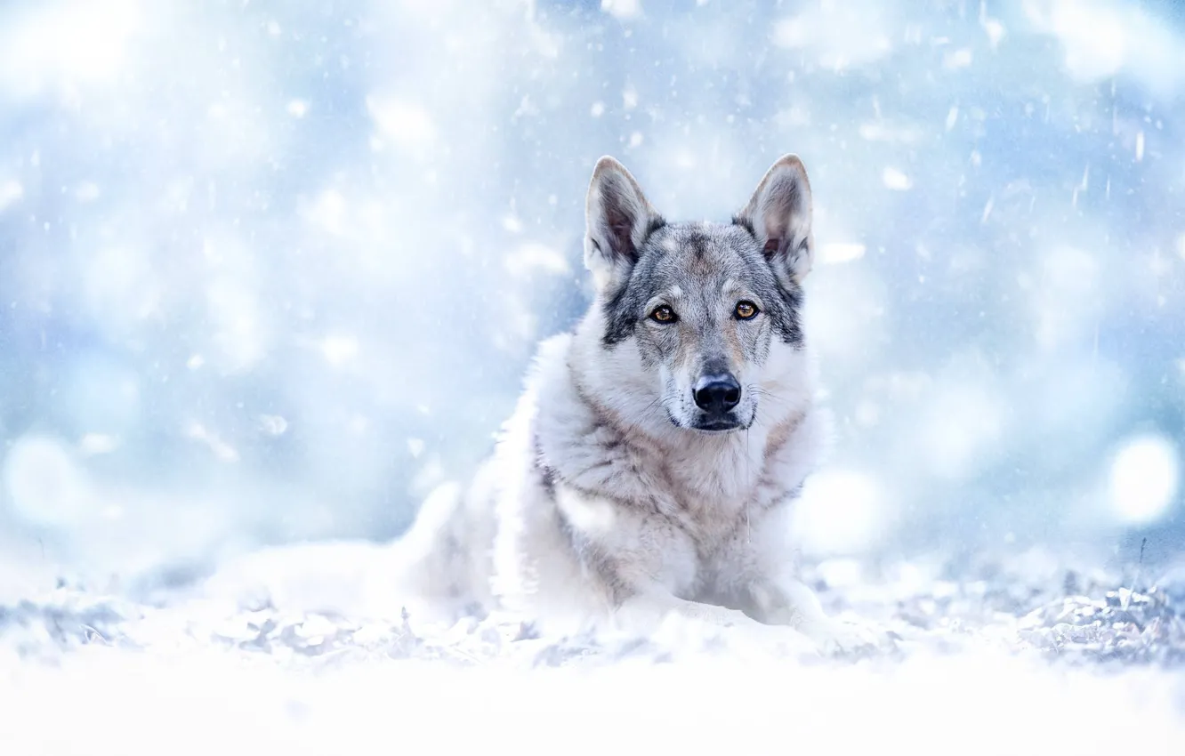 Фото обои взгляд, морда, снег, боке, Чехословацкий влчак, Чехословацкая волчья собака, Волкособ