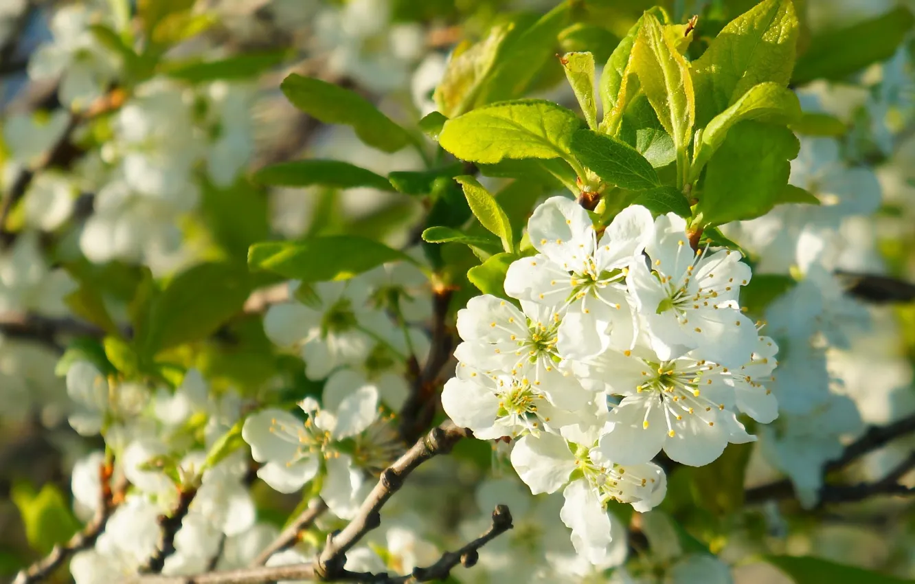 Фото обои white, flower, spring, blooming