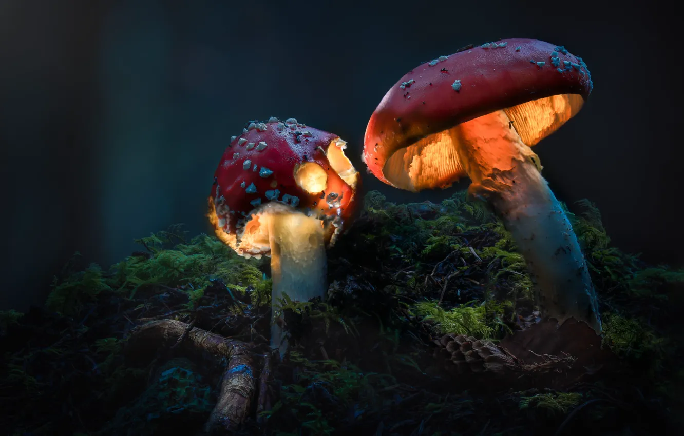 Фото обои свет, природа, темный фон, грибы, мох, ветка, мухоморы, шишка