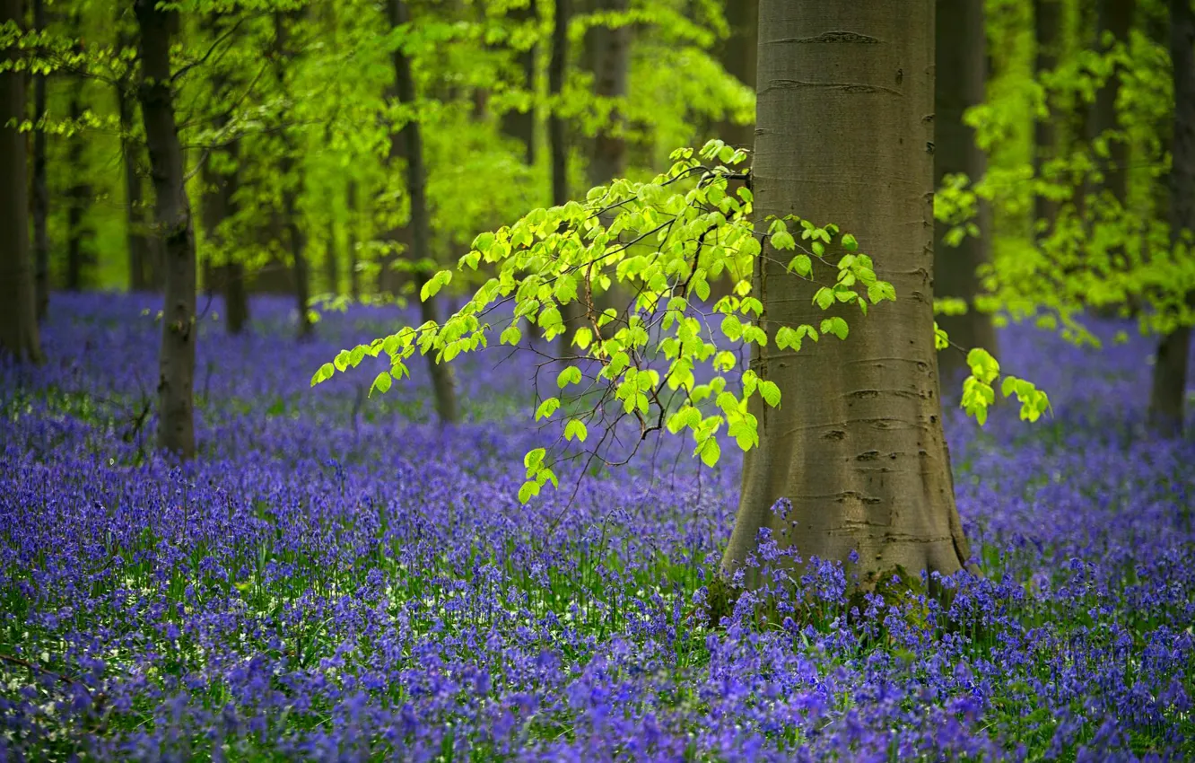 Фото обои лес, деревья, цветы, весна, Бельгия, колокольчики, колокольчик, редколесье