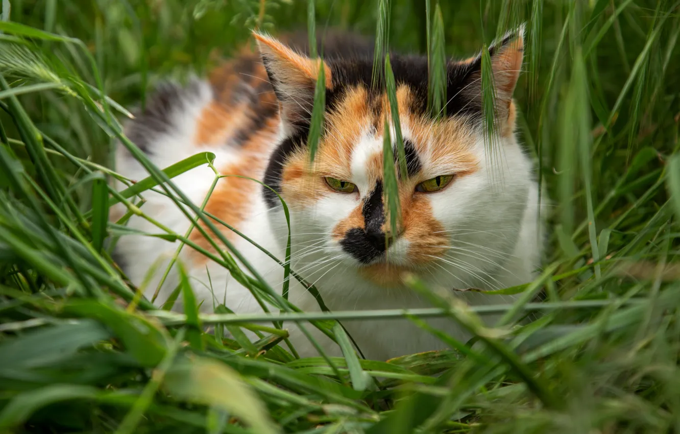 Фото обои поле, кошка, лето, трава, кот, взгляд, морда, природа