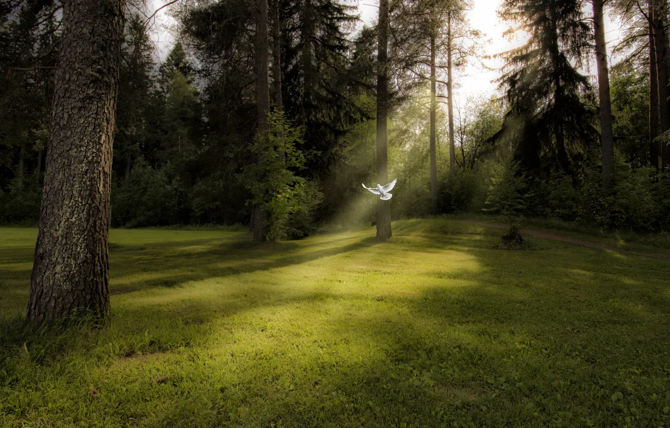 Фото обои лес, свет, птица