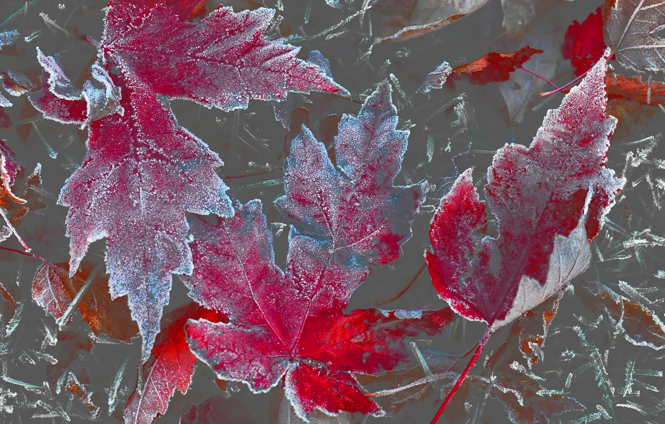 Фото обои осень, листья, клен, изморозь