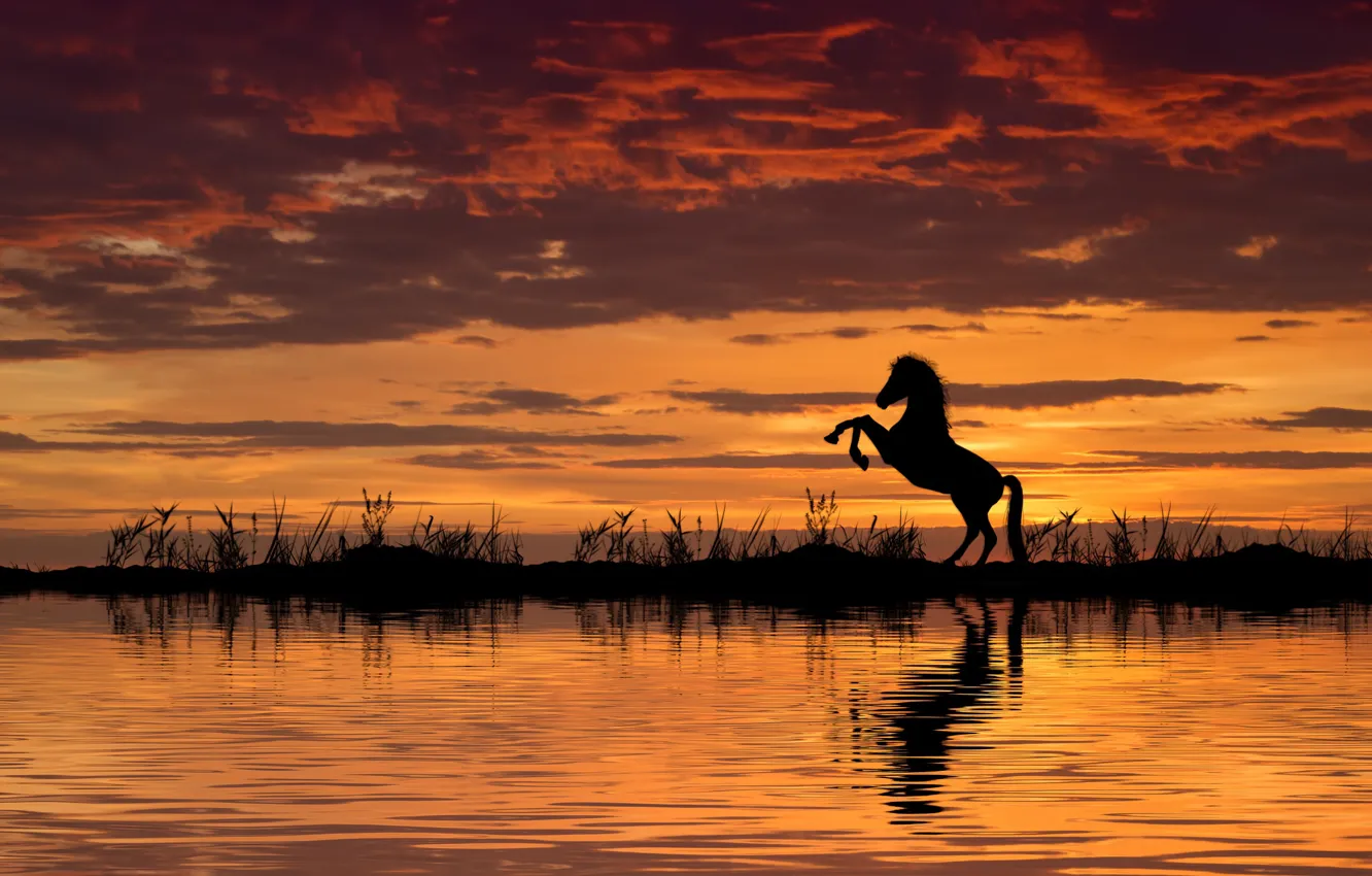 Фото обои вода, закат, конь, лошадь