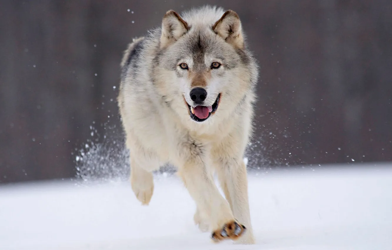 Фото обои fantasy, Predator, nature, art, snow, face, animal, wolf