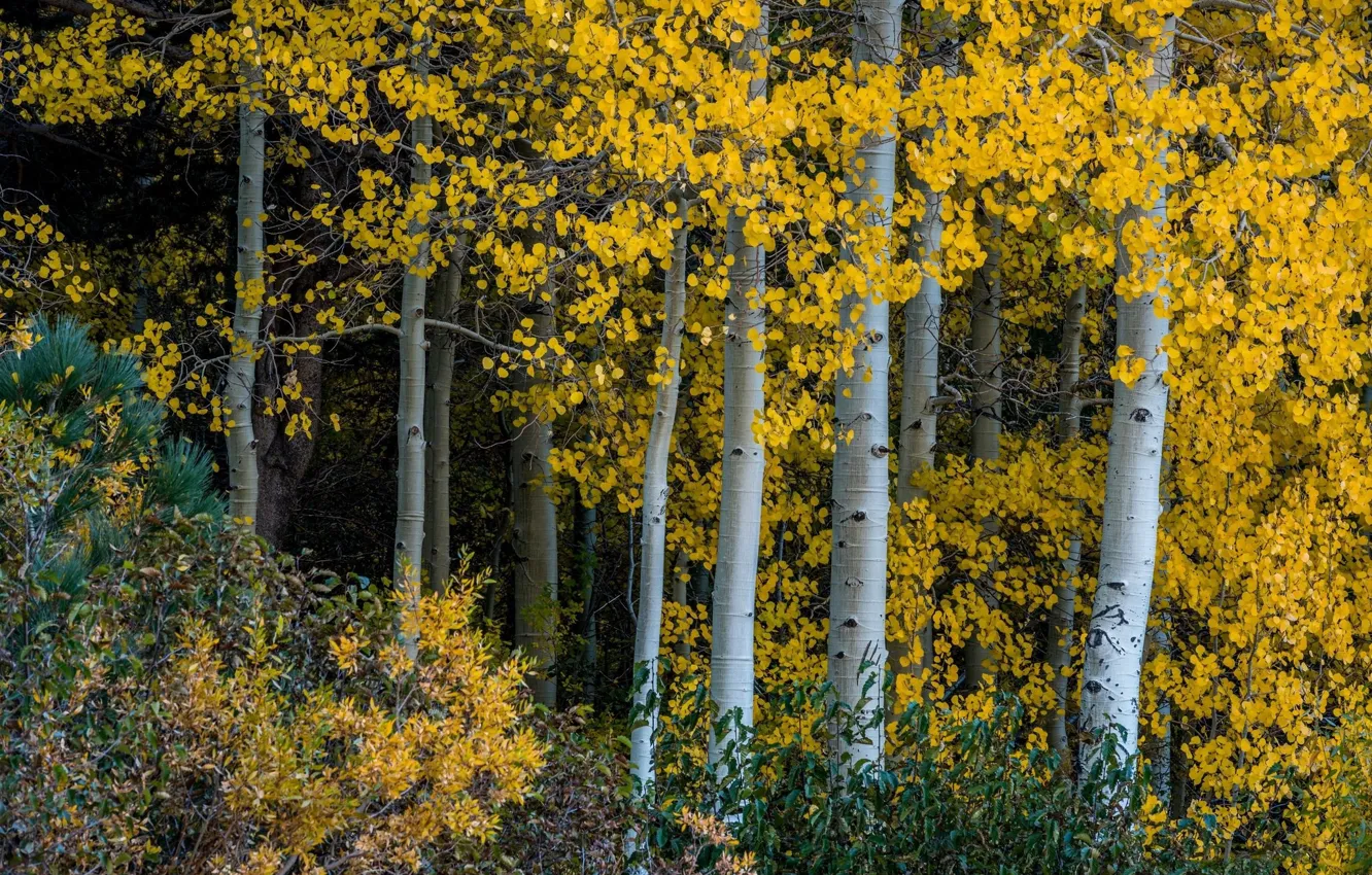 Фото обои Осень, Деревья, Стволы