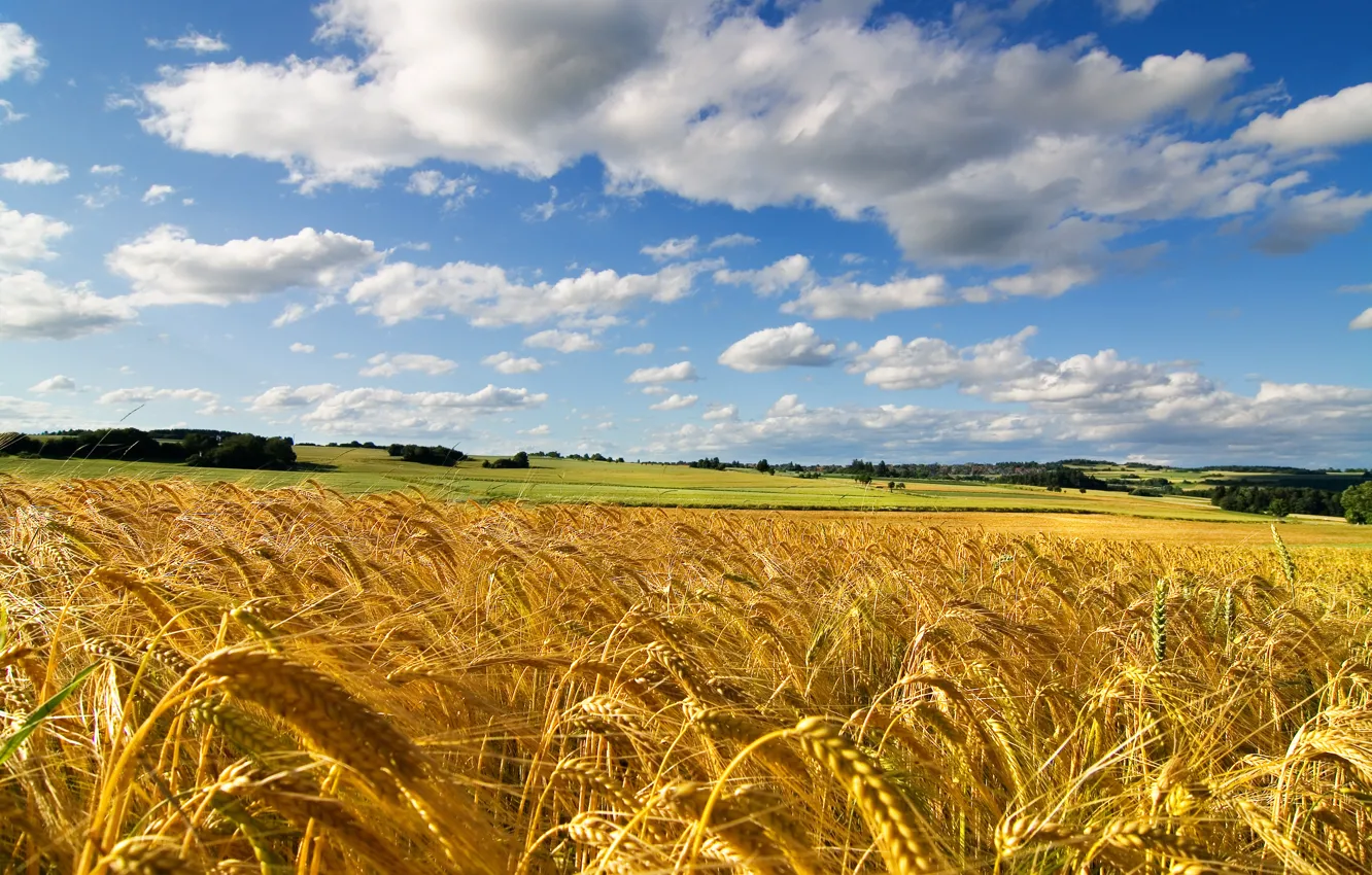 Фото обои пшеница, поле, лето, небо