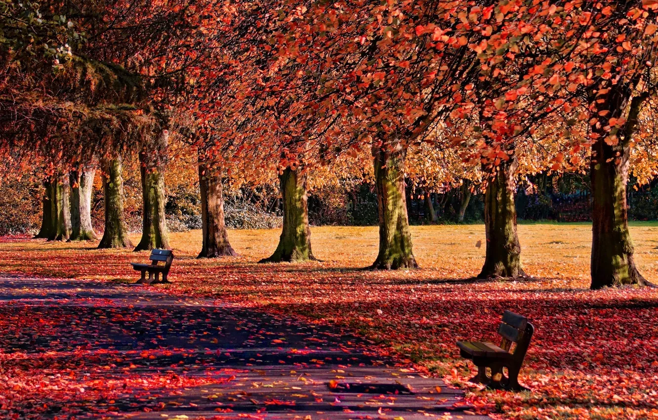 Фото обои осень, листья, деревья, природа, фон, widescreen, обои, лавочка