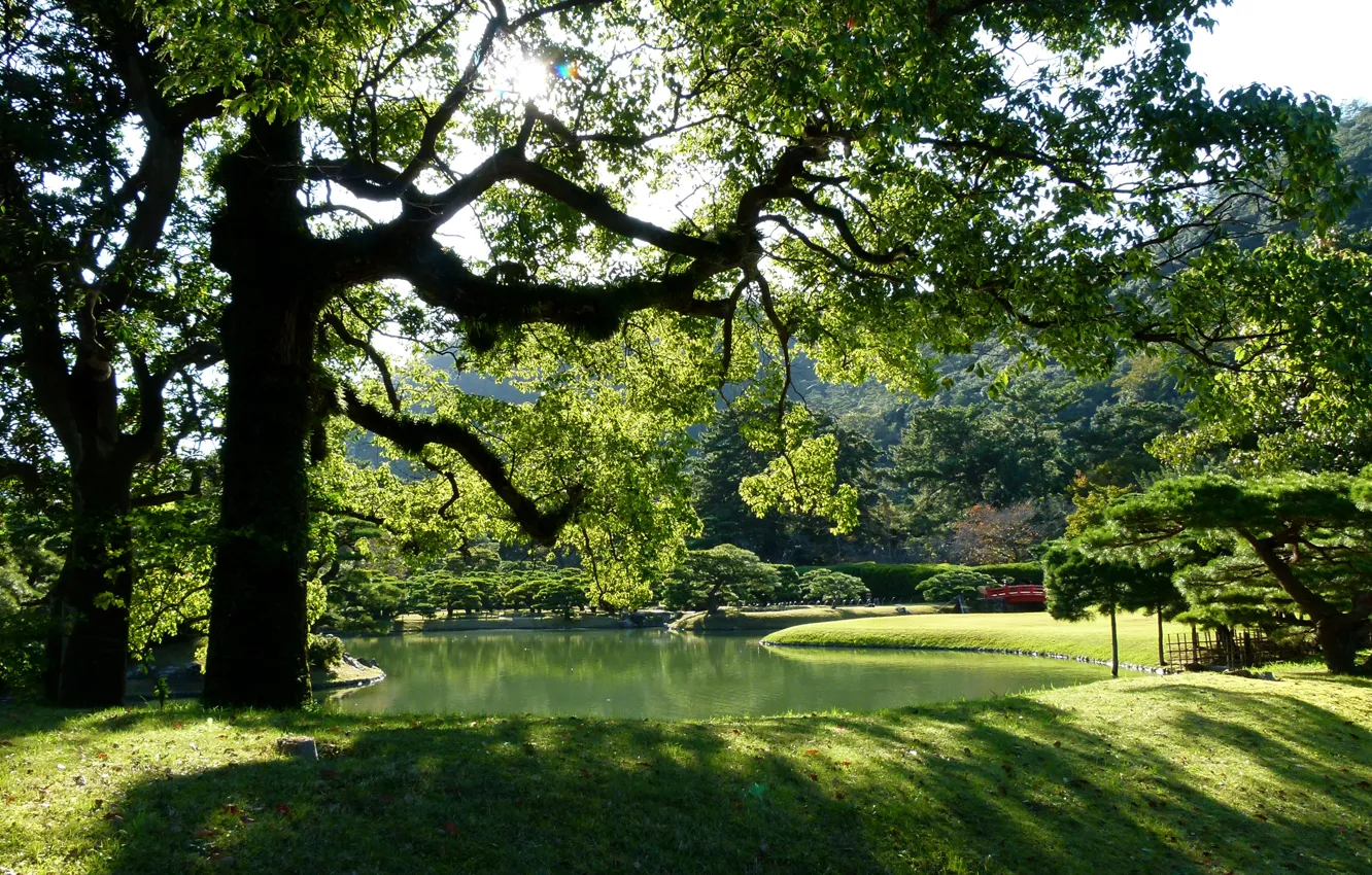 Фото обои трава, солнце, деревья, ветки, пруд, парк, листва, Япония