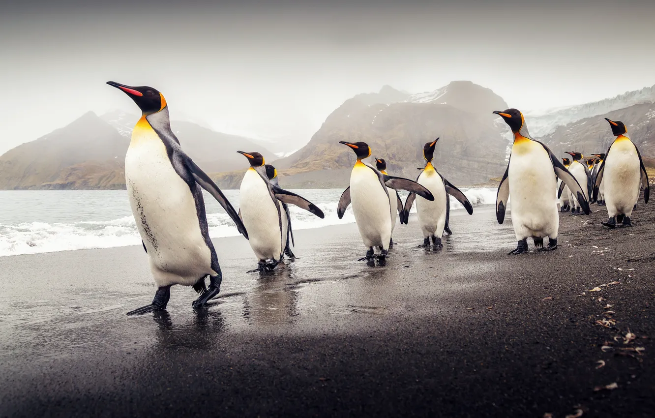 Фото обои пляж, Южная Георгия, королевские пингвины