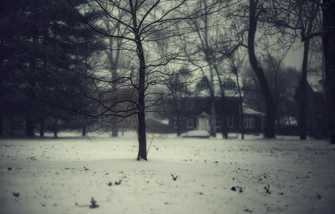 Фото обои зима, снег, деревья, ветки, дом