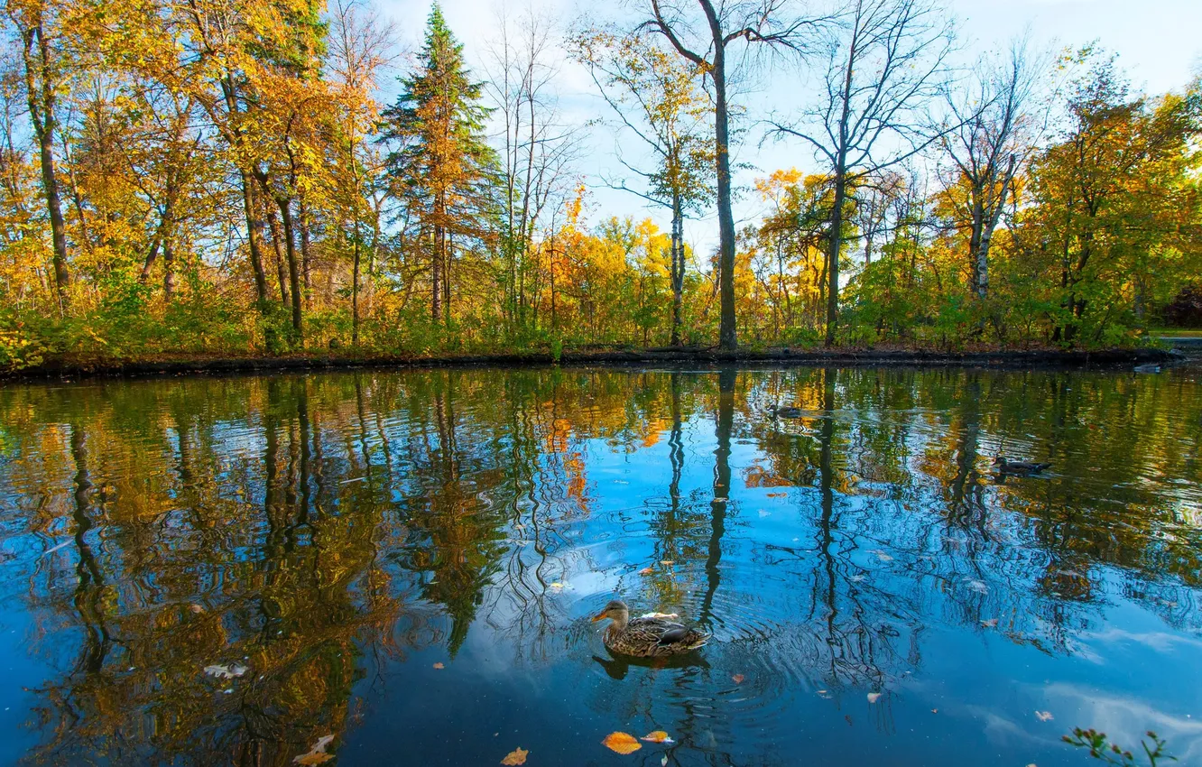 Фото обои осень, небо, деревья, пруд, парк, птица, утка