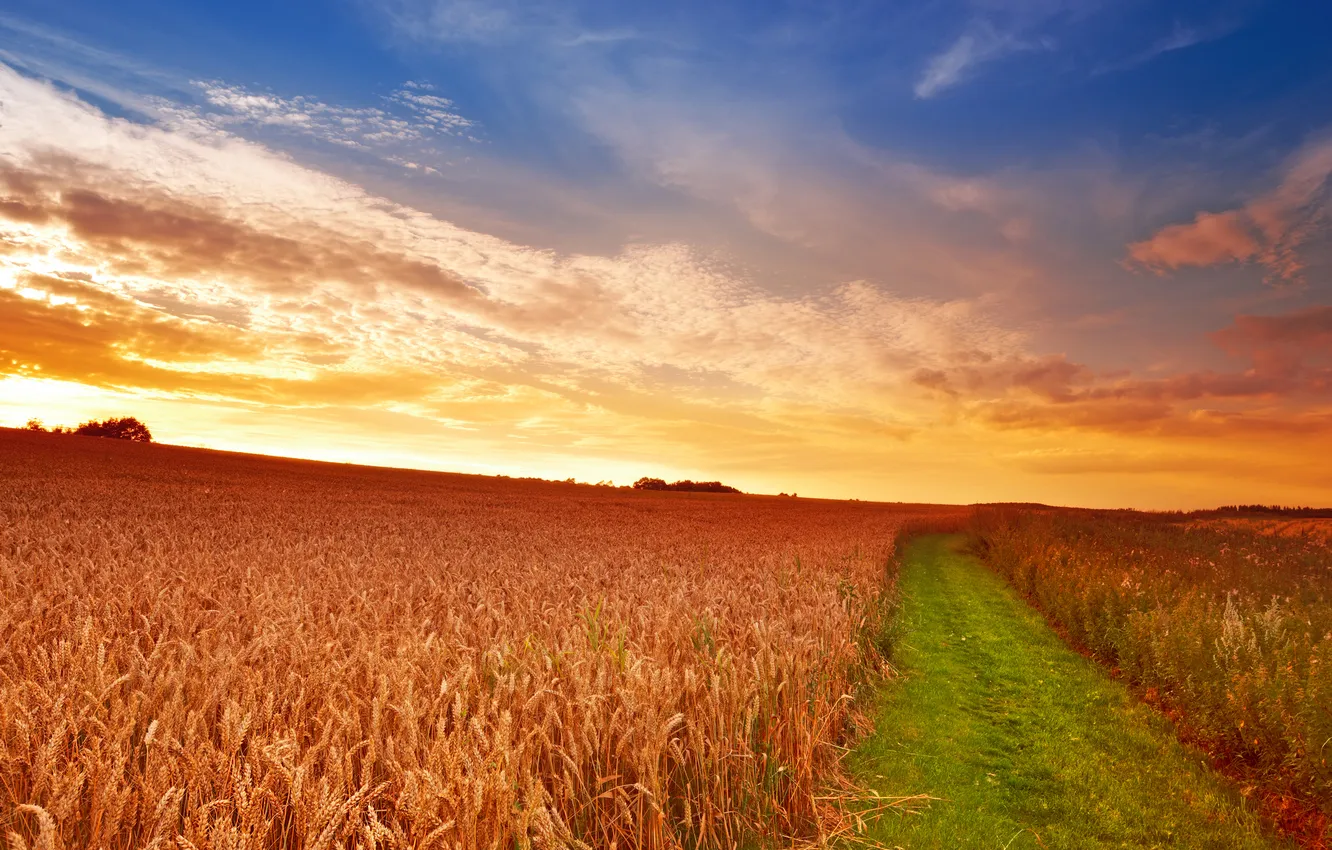 Фото обои дорога, пшеница, поле, небо, трава, солнце, облака, колосья