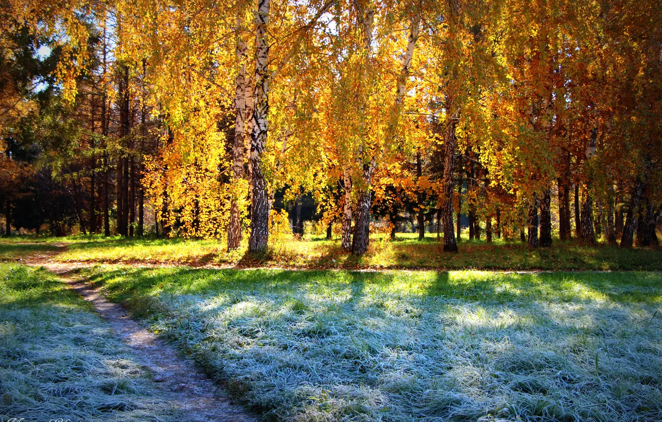 Фото обои осень, лес, солнце, Иней, берёзы