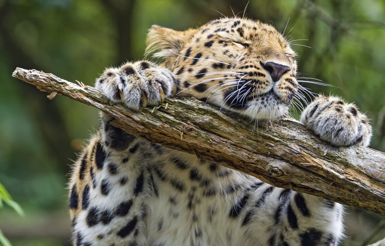 Фото обои кошка, леопард, бревно, амурский, ©Tambako The Jaguar