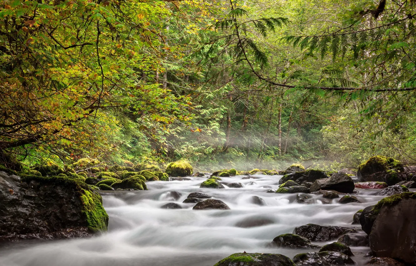 Фото обои осень, лес, река, камни, поток