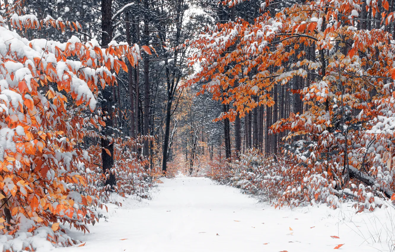 Фото обои осень, лес, снег