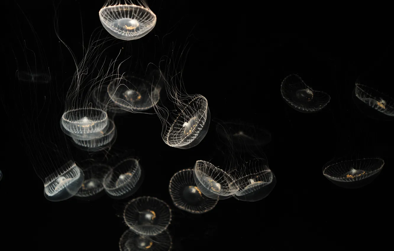 Фото обои медузы, чёрный, прозрачные, темнота