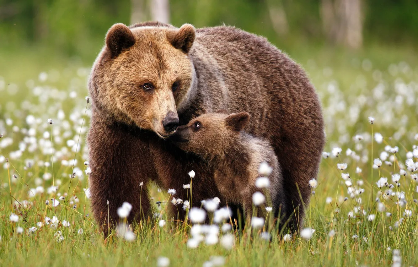 Фото обои лес, трава, поляна, малыш, медведь, медведи, медвежонок, прогулка