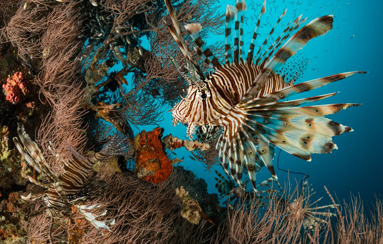 Фото обои море, рыбка, рыба, кораллы, подводный мир, лучеперая рыба, крылатка-зебра