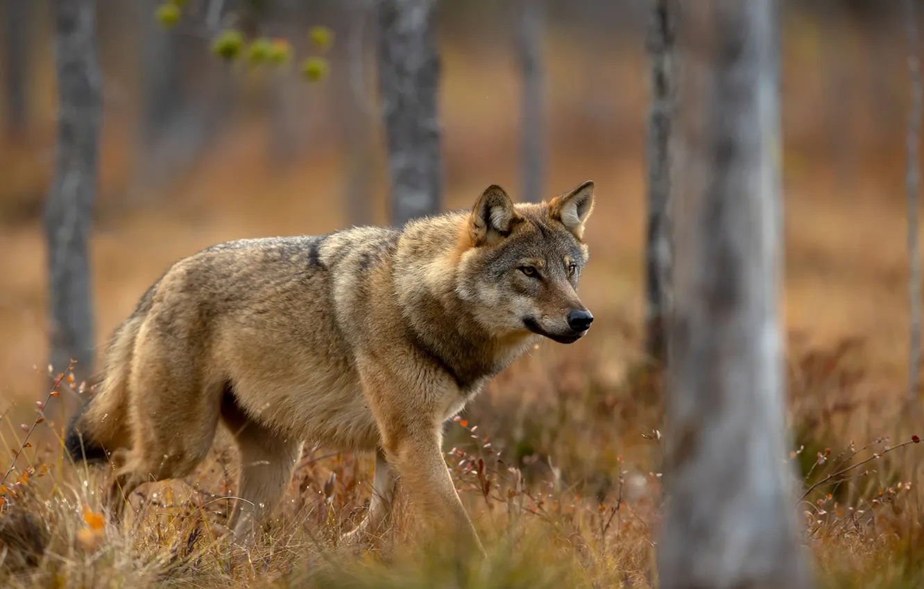 Фото обои fantasy, nature, art, snow, predator, face, animal, wolf