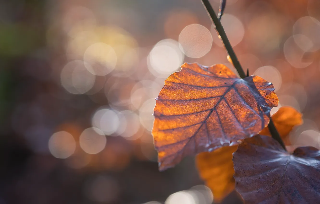 Фото обои осень, свет, ветка, боке, осенние листья