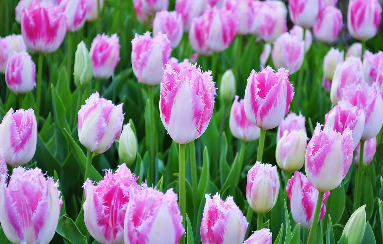 Фото обои краски, лепестки, сад, луг, тюльпаны