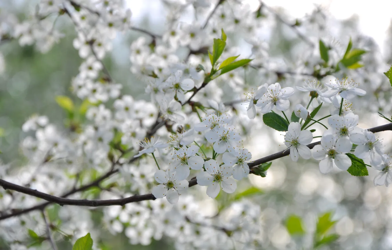 Фото обои вишня, дерево, весна, цветение