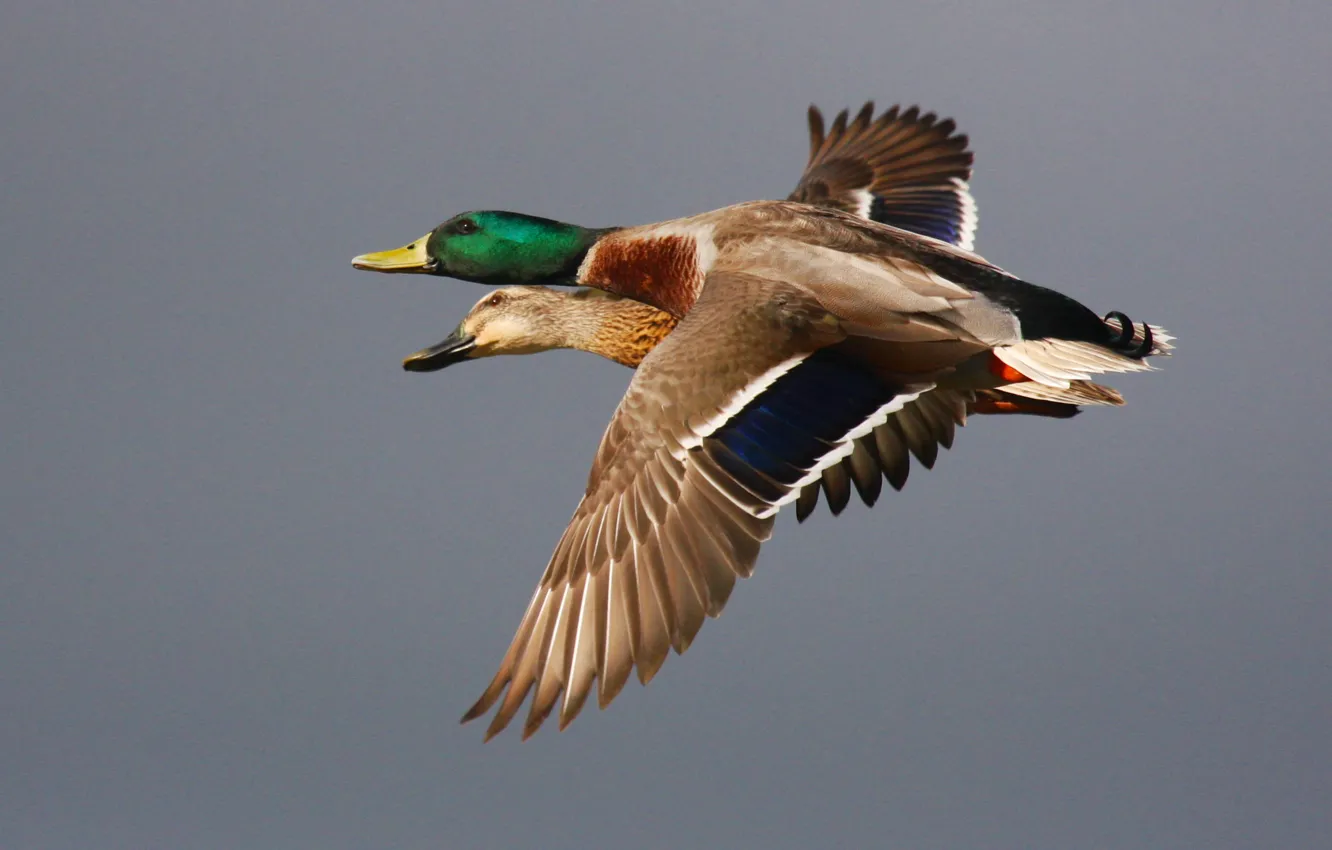 Фото обои Birds, Eyes, Flying, Beak, Ducks