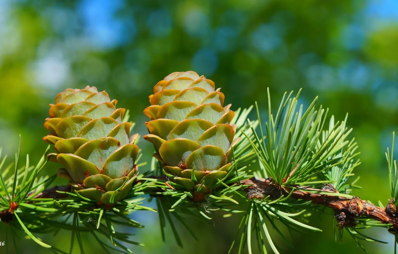 Фото обои cones, pine, twig