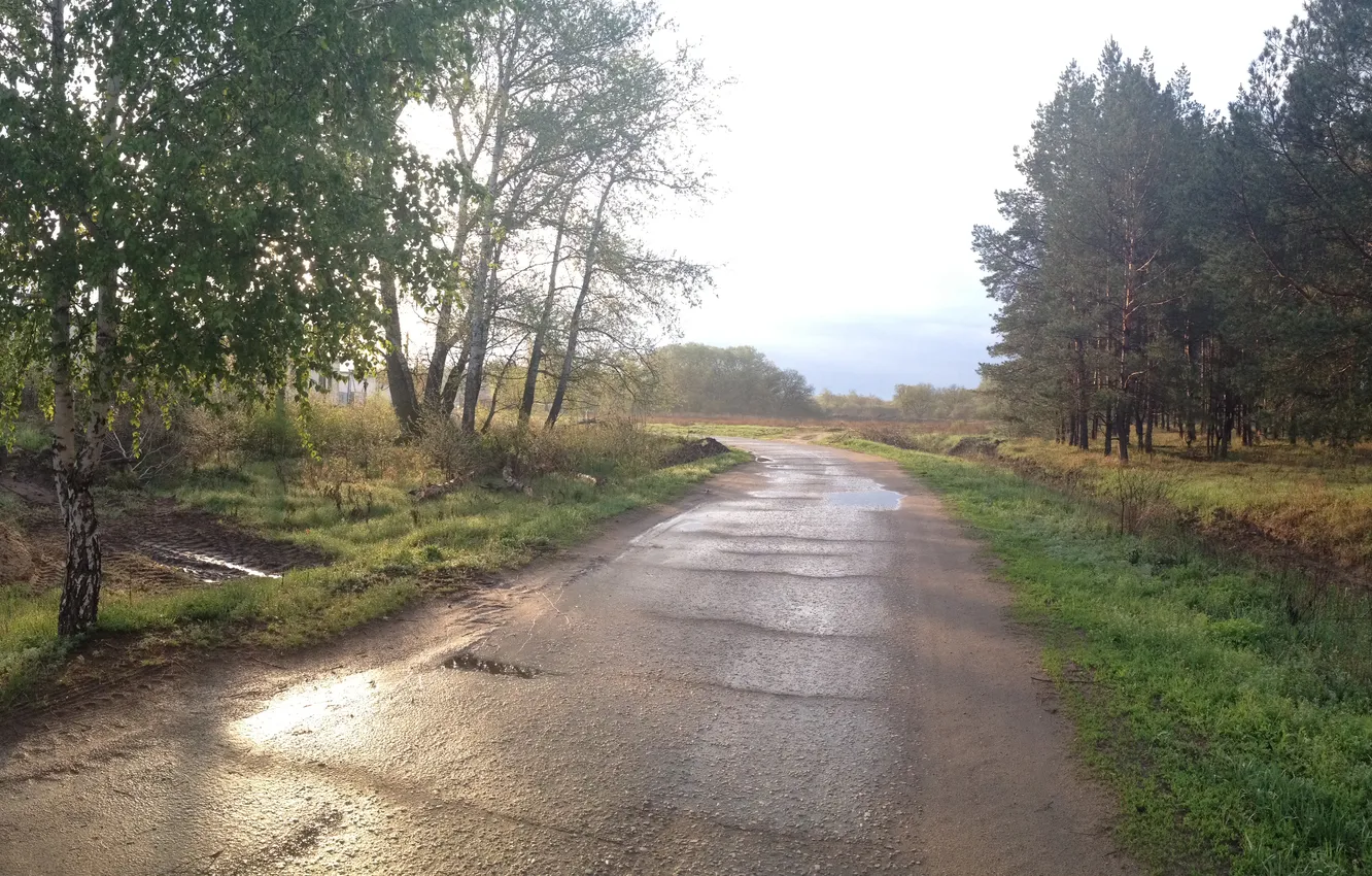 Фото обои дорога, деревья, атмосфера, после додждя